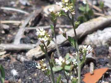 Arabidopsis thaliana (Brassicaceae)